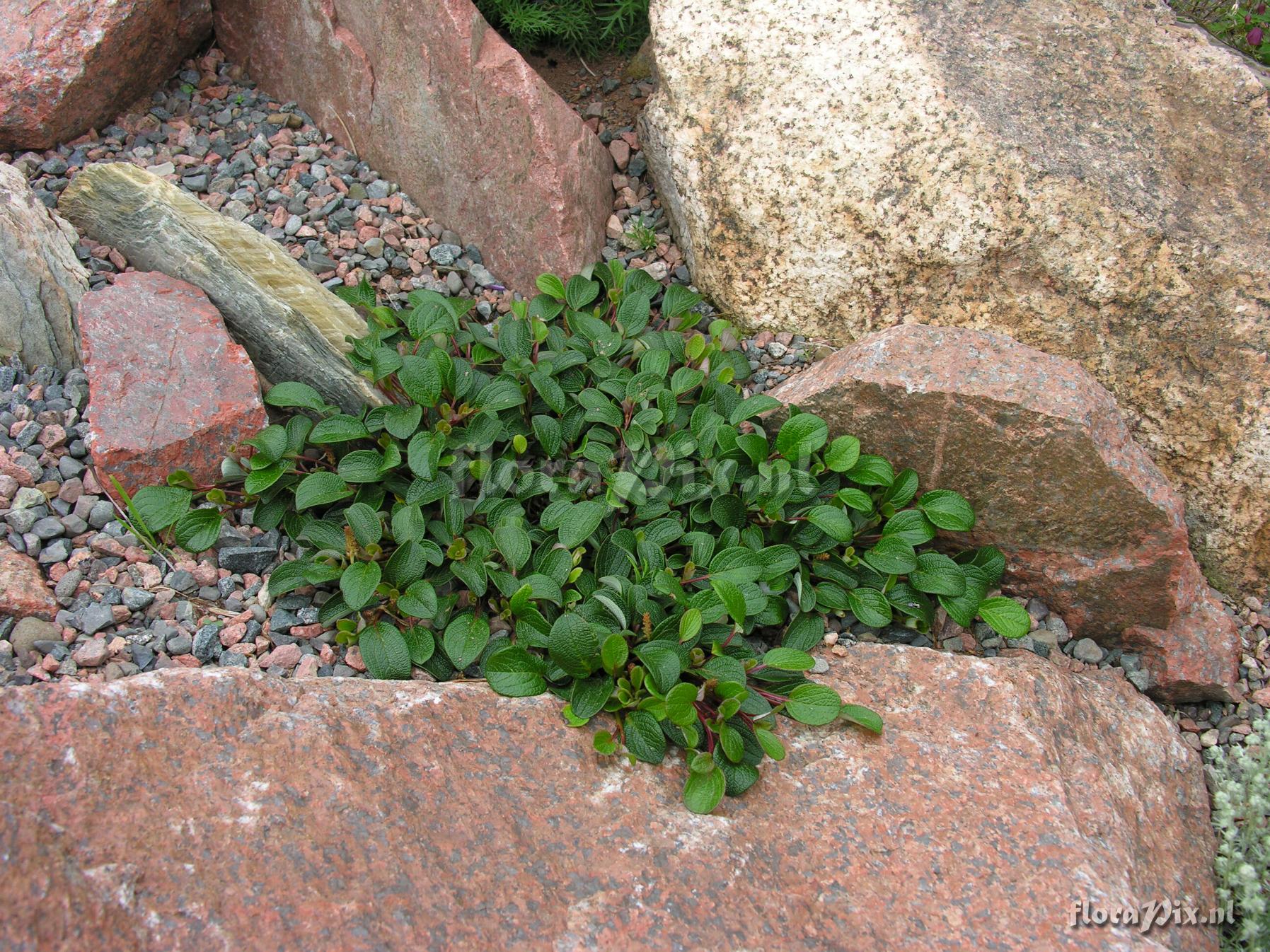 Salix reticulata