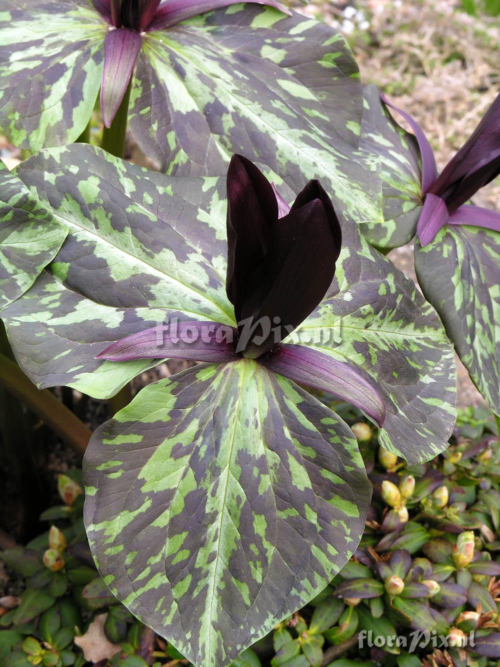 Trillium kurabayashii