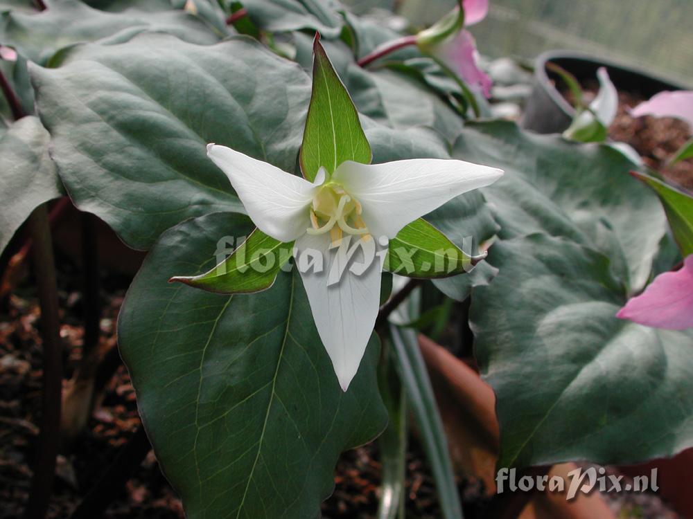 Trillium ovatum Roy Elliott