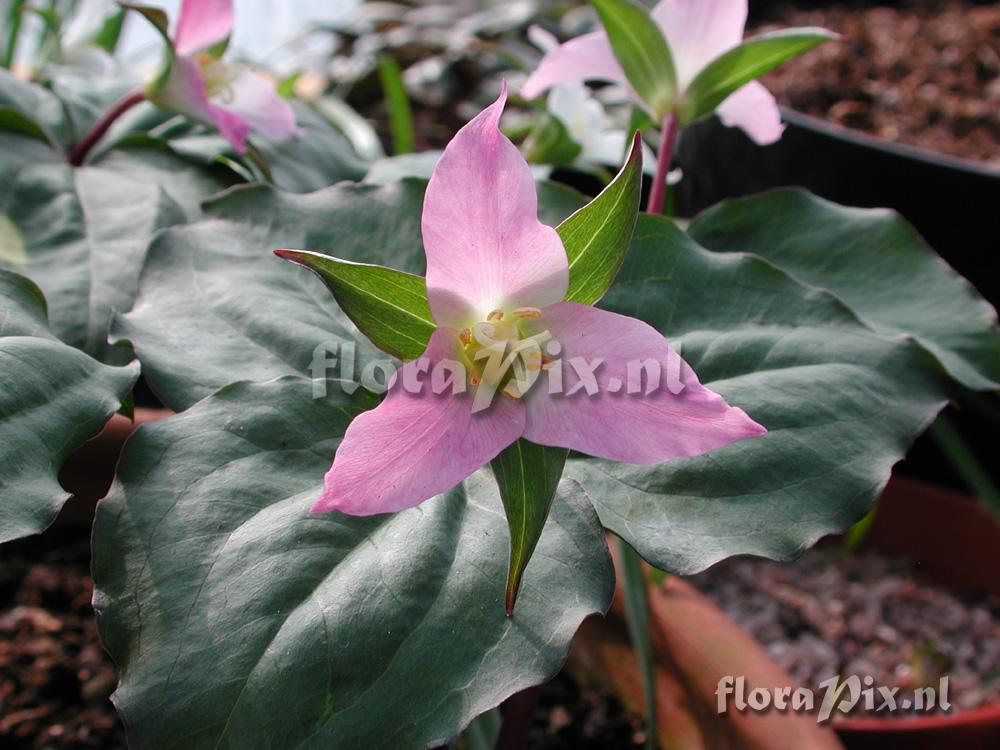 Trillium ovatum Roy Elliott