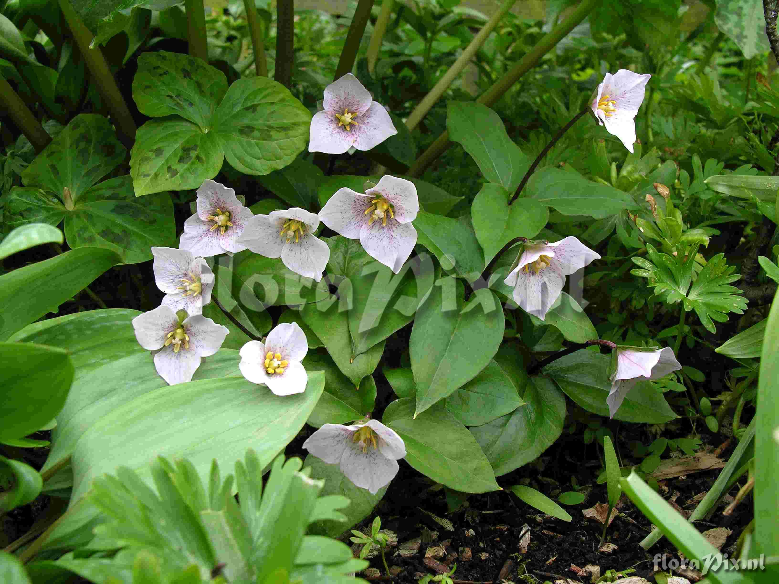 Trillium rivale