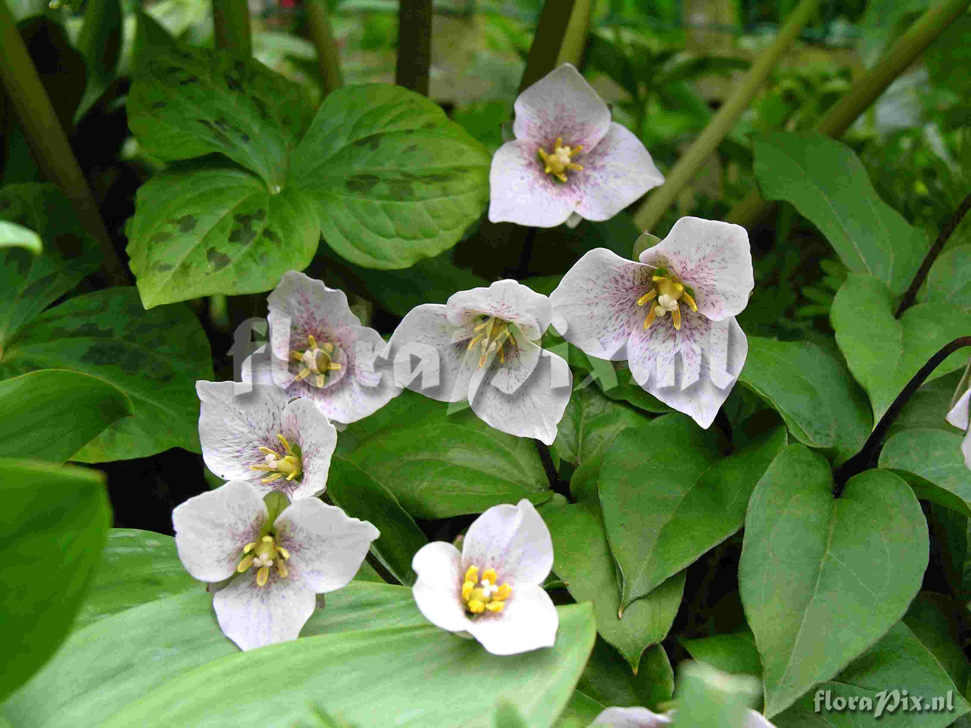 Trillium rivale