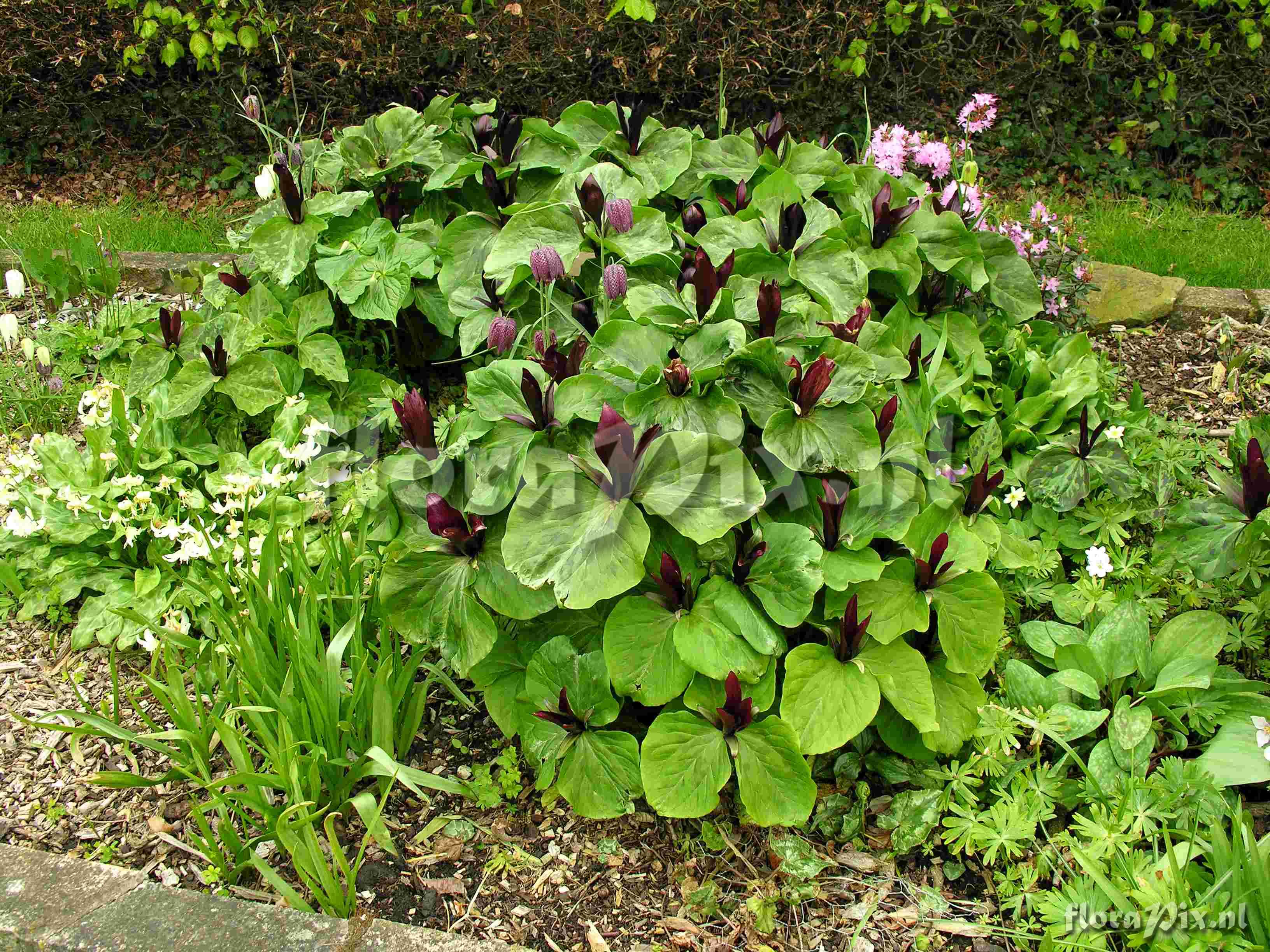 Trillium kurabayashii