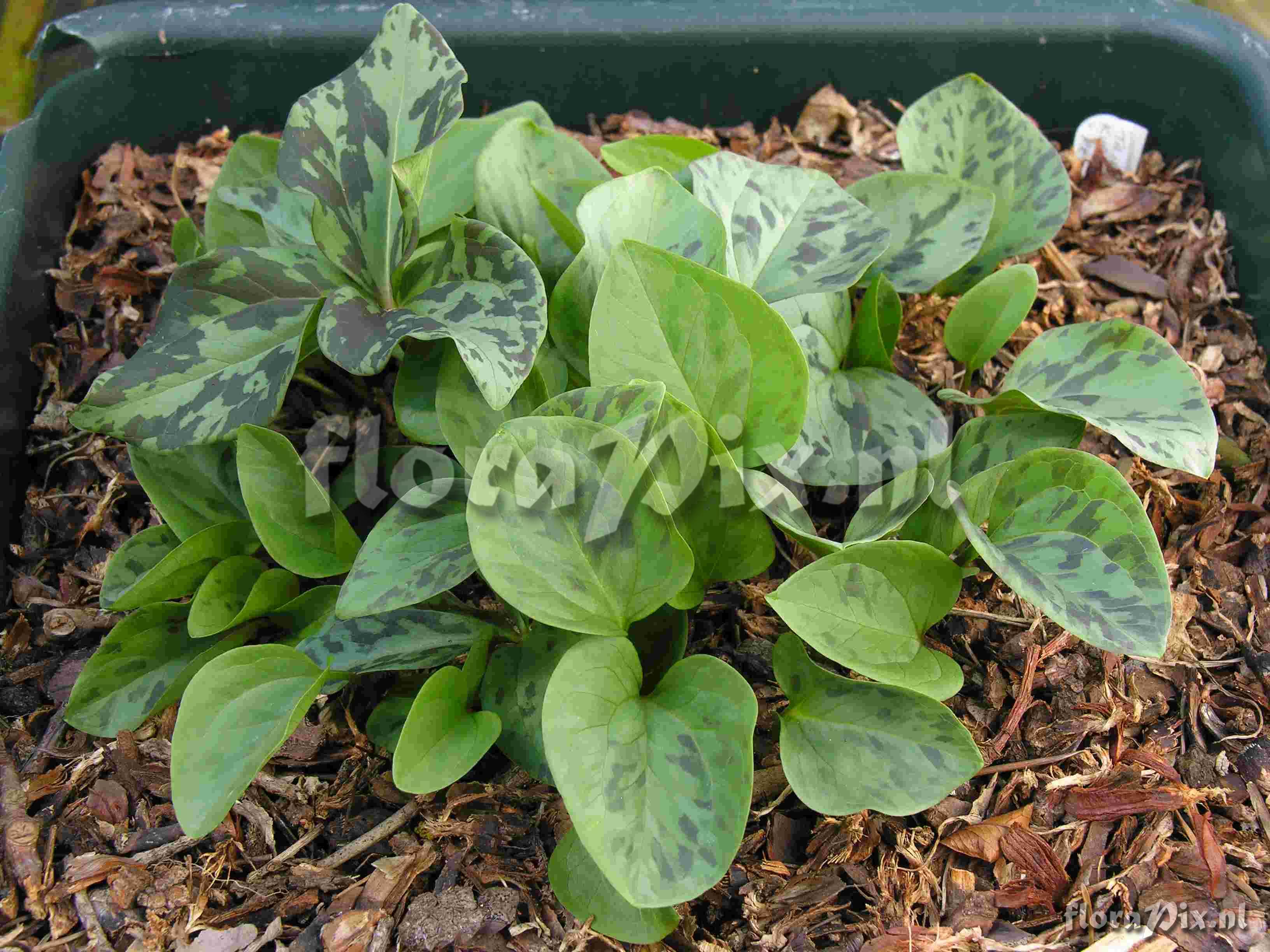 Trillium kurabayashii seedlings