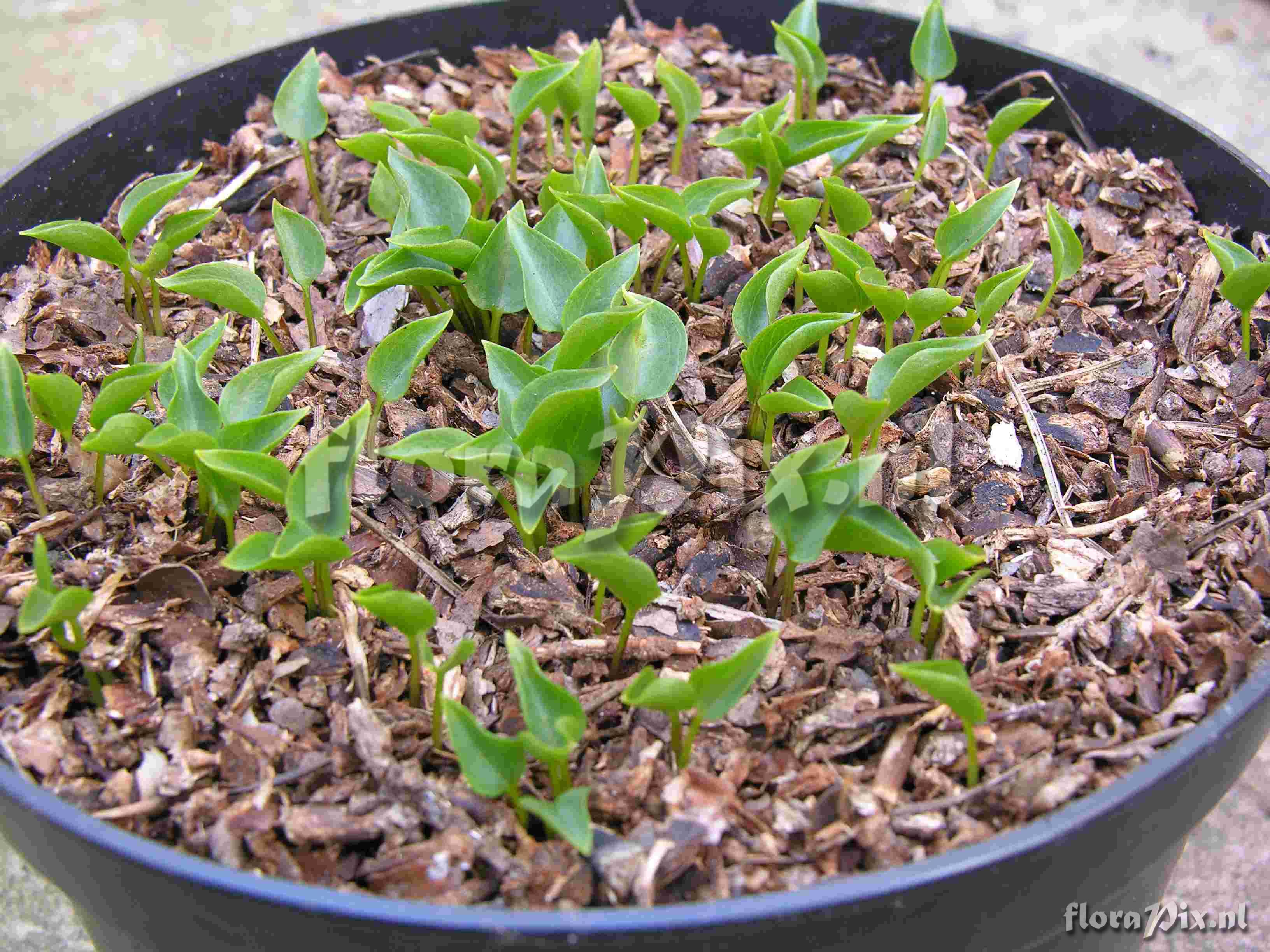 Trillium rivale seedlings