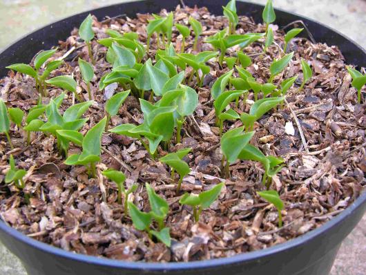 Trillium rivale seedlings