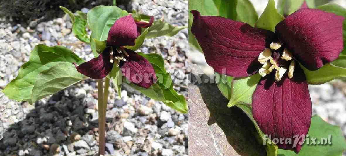 Trillium erectum