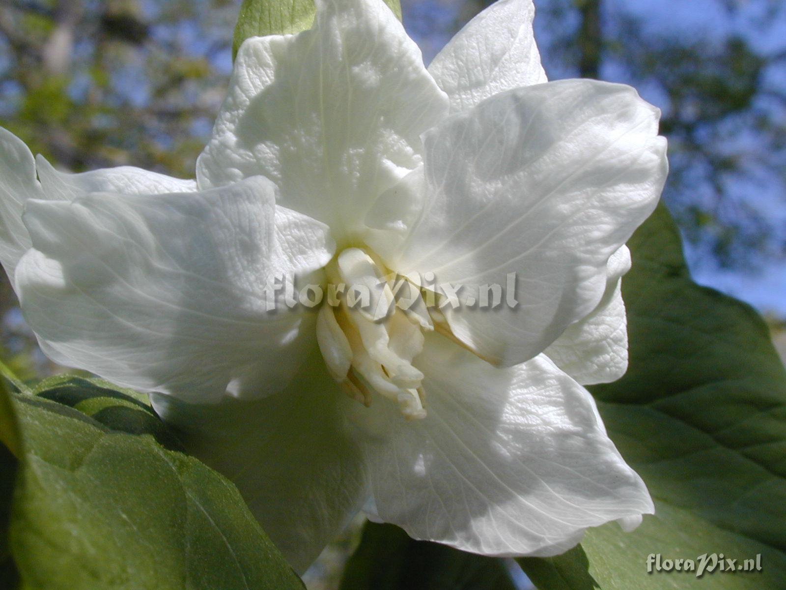 Trillium flexipes