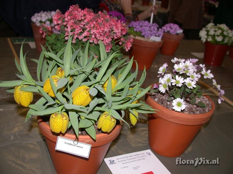 Fritillaria aurea