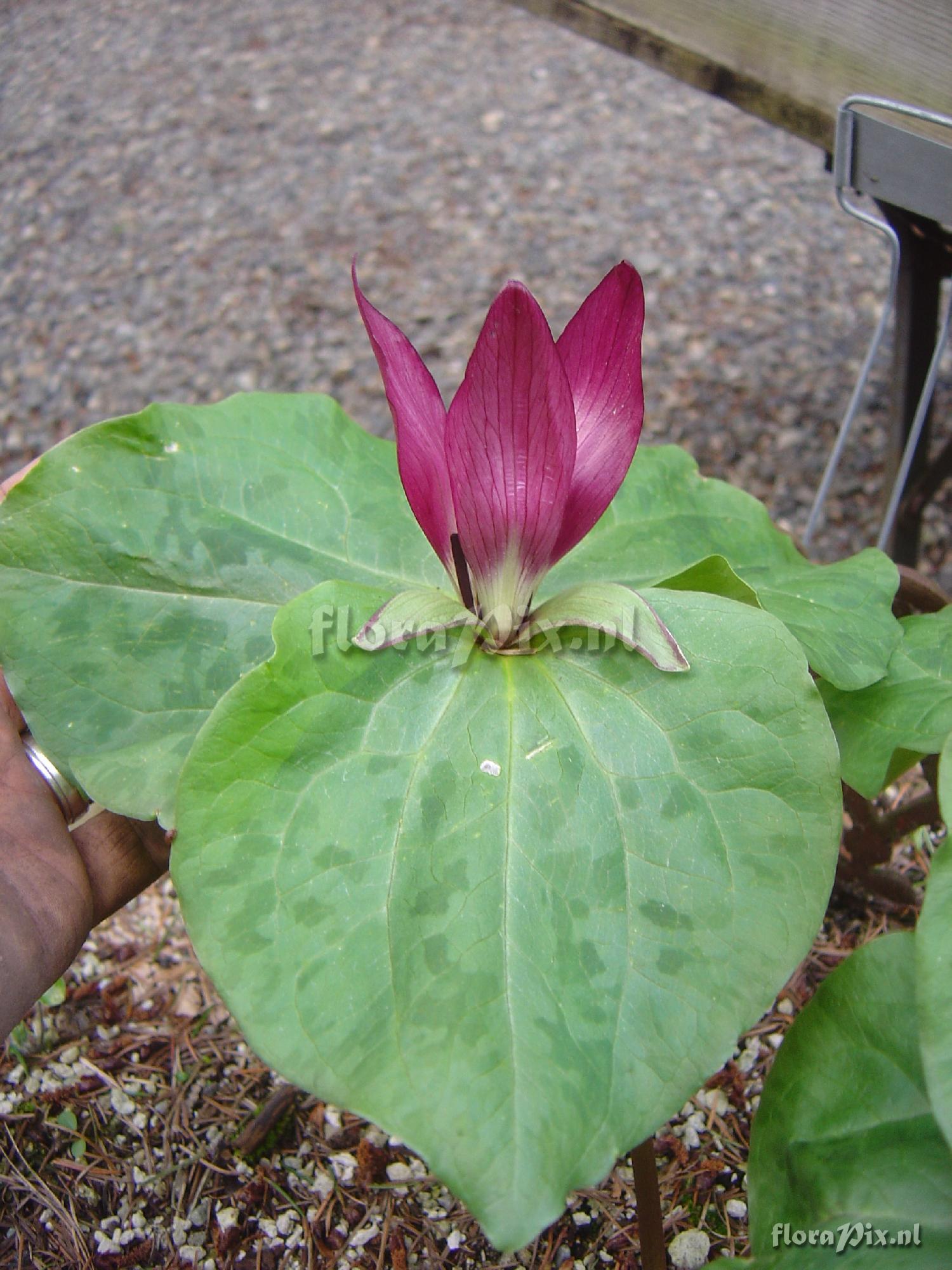 Trillium chloropetalum