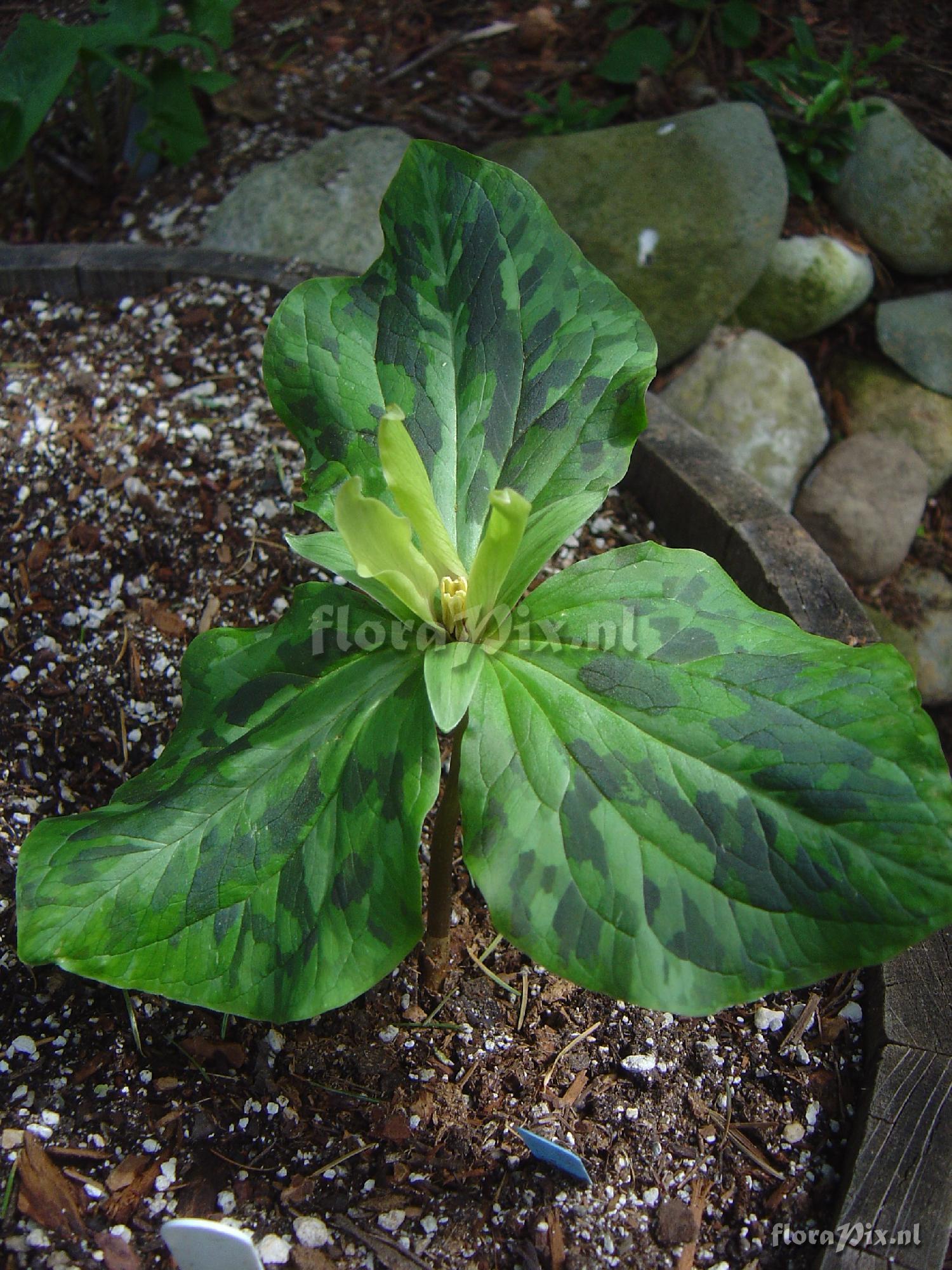 Trillium kurabayashii