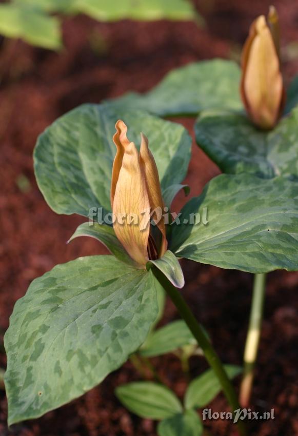 Trillium cuneatum