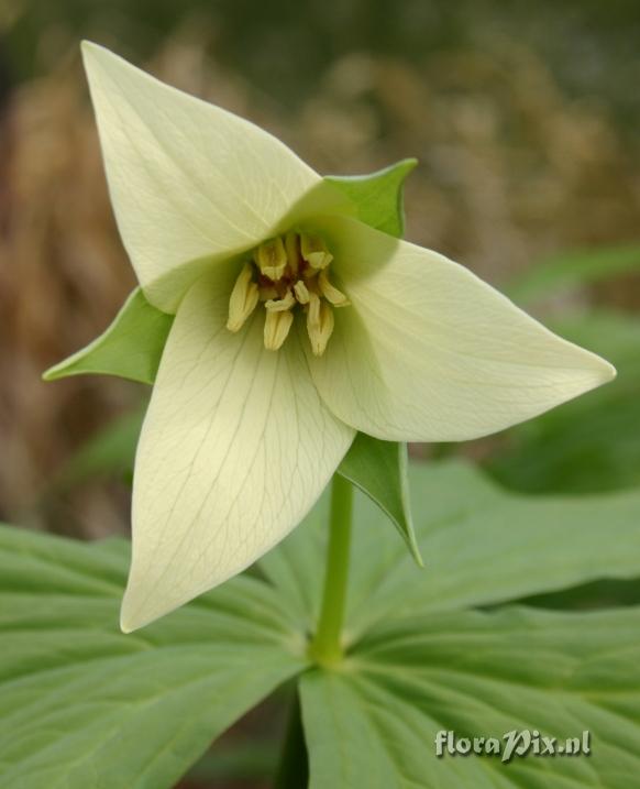 Trillium sulcatum