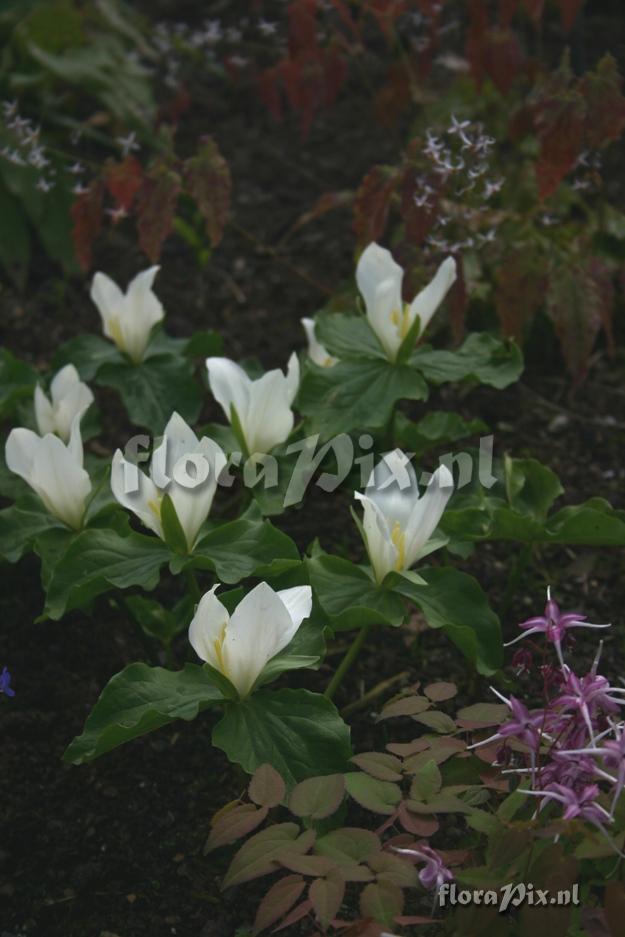 Trillium albidum