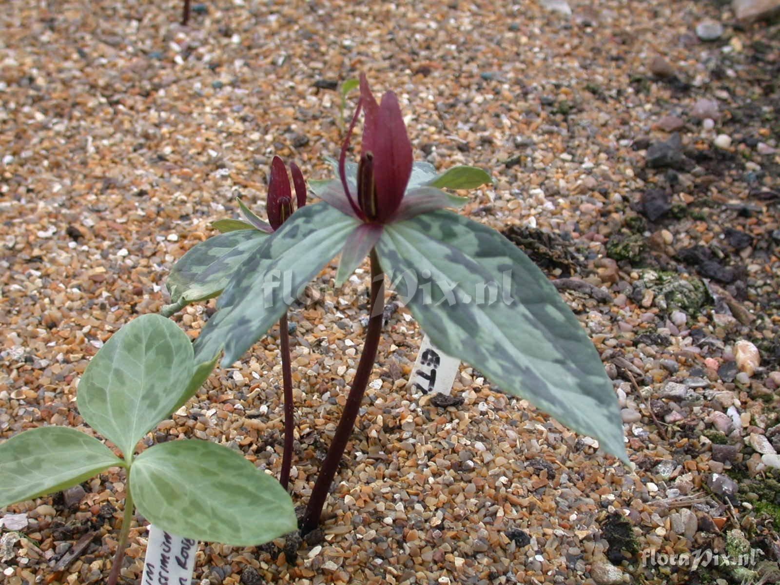 Trillium foetidissimum 2003