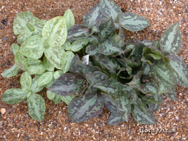 Trillium foetidissimum 2007