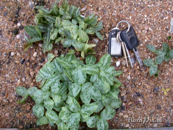 Trillium gracile 2007 clump