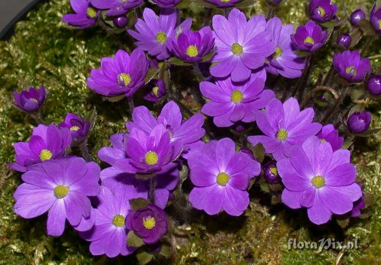 Hepatica Millstream Merlin