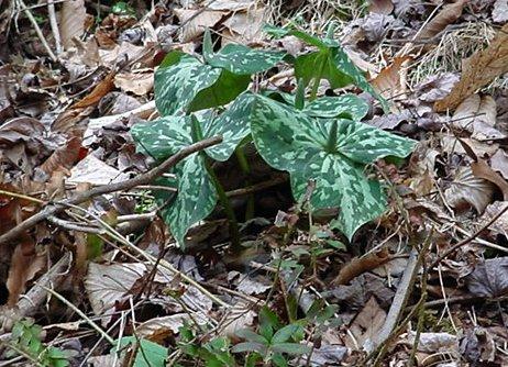 Trillium luteum