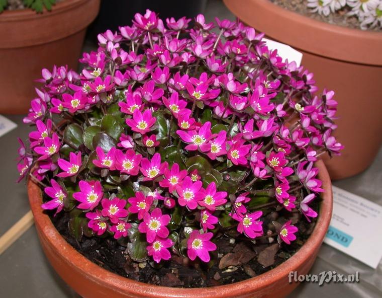 Hepatica