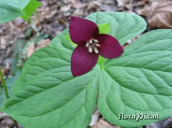 Trillium simile variation