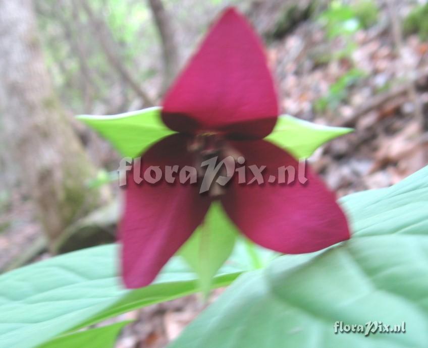 Trillium simile variation