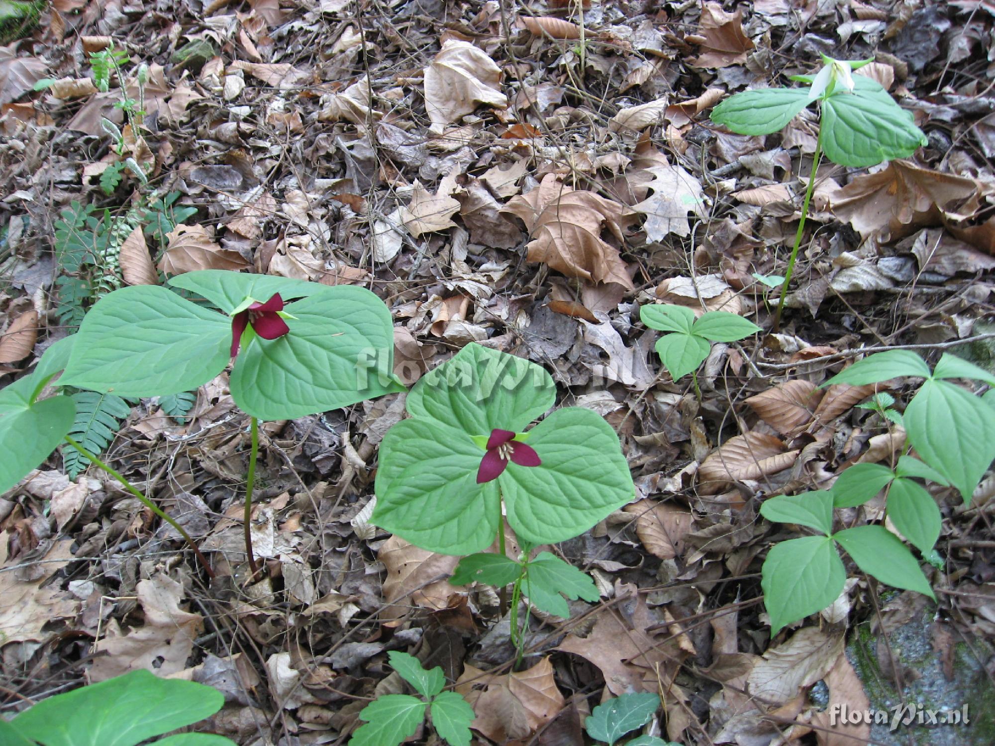 Trillium simile variation