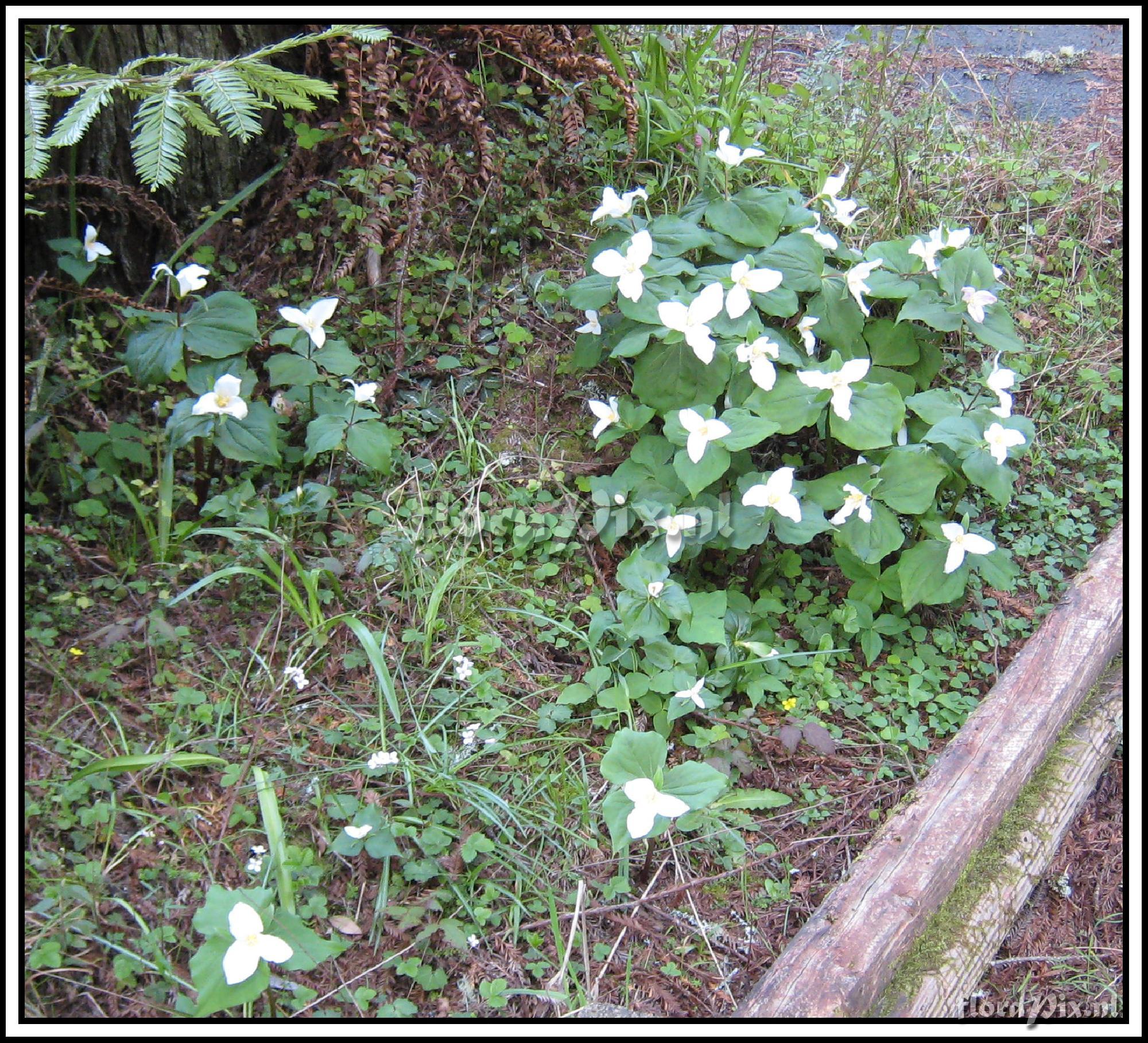 Trillium ovatum