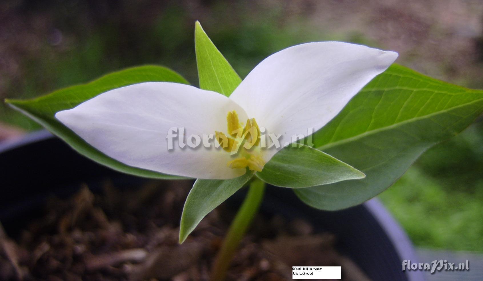 Trillium ovatum