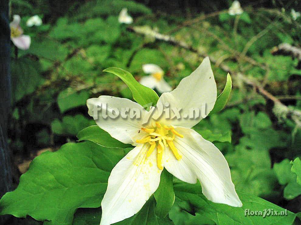 Trillium Ovatum