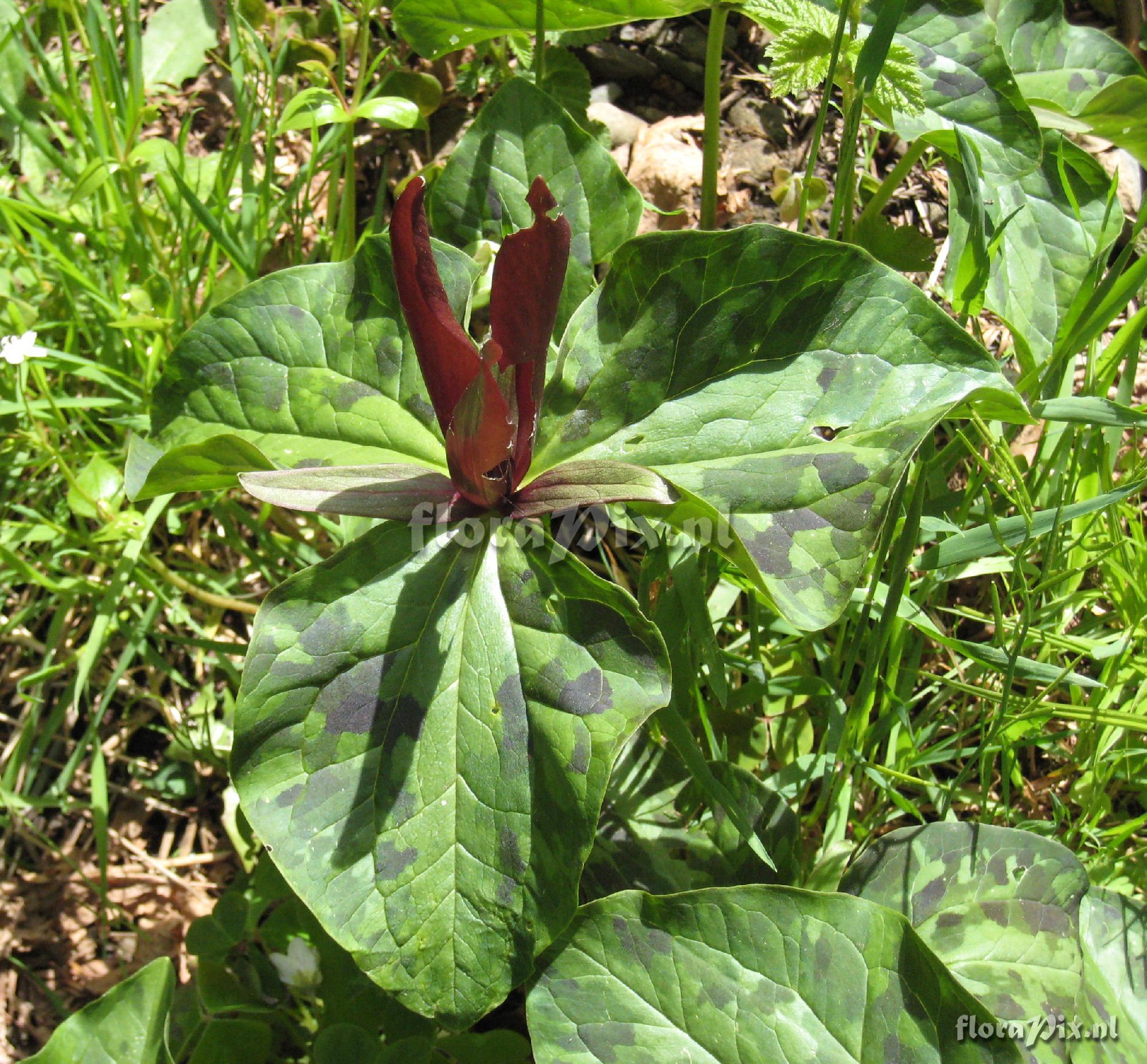 Trillium kurabayashii