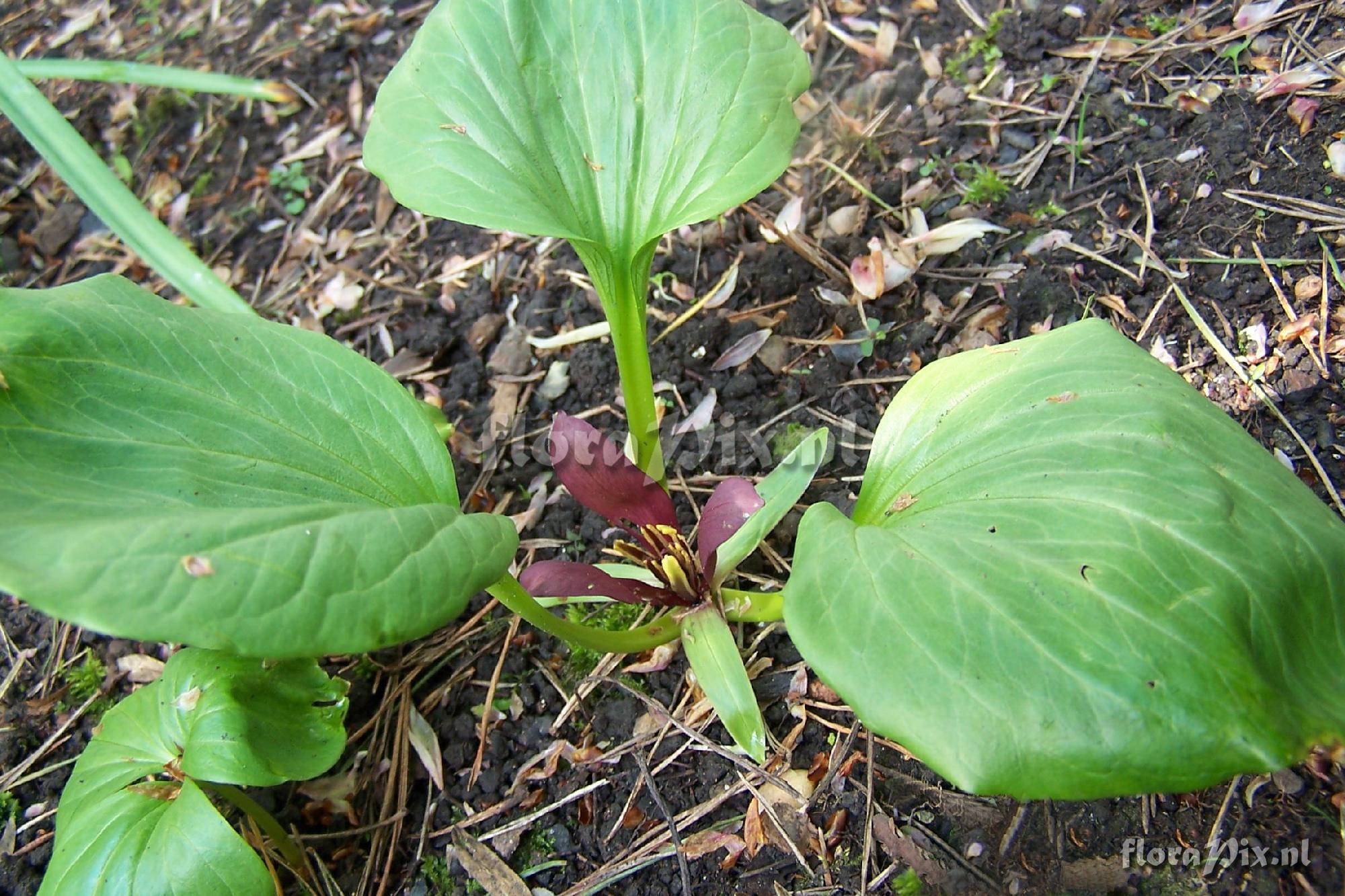 Trillium petiolatum