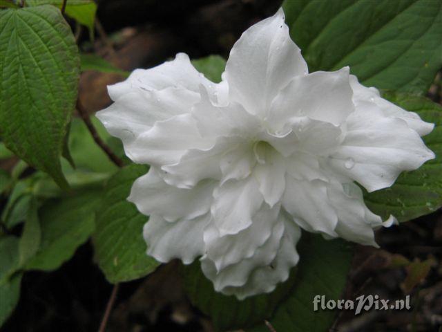 Trillium grandiflorum double