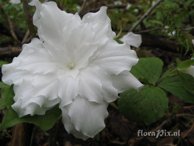 Trillium grandiflorum