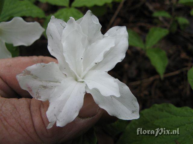 Trillium grandiflorum