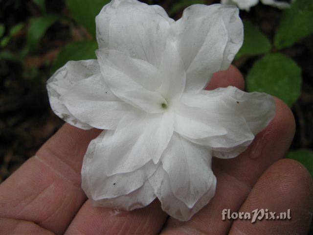 Trillium grandiflorum double