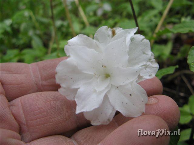 Trillium grandiflorum double