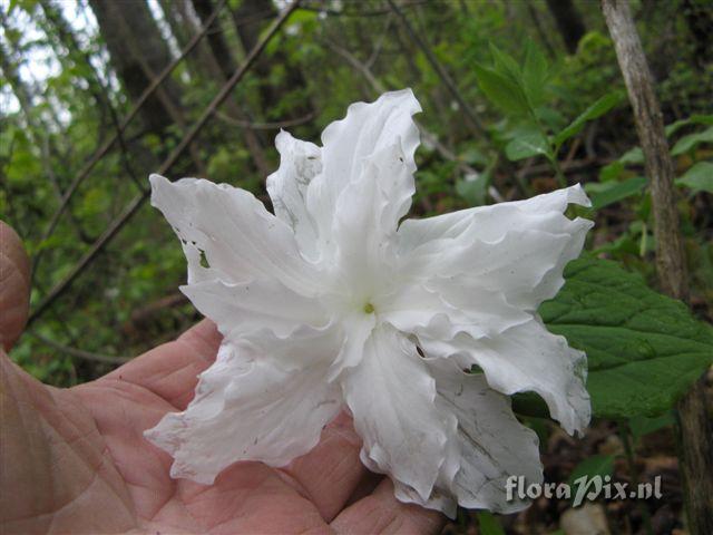 Trillium grandiflorum double