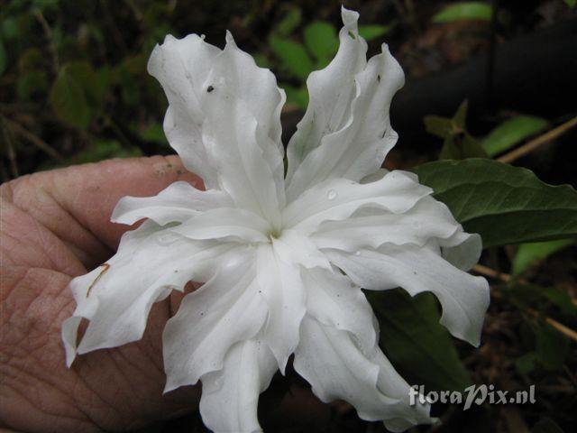 Trillium grandiflorum double