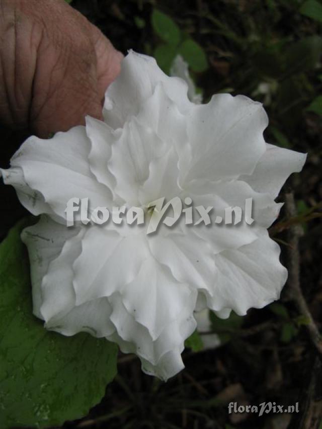 Trillium grandiflorum double