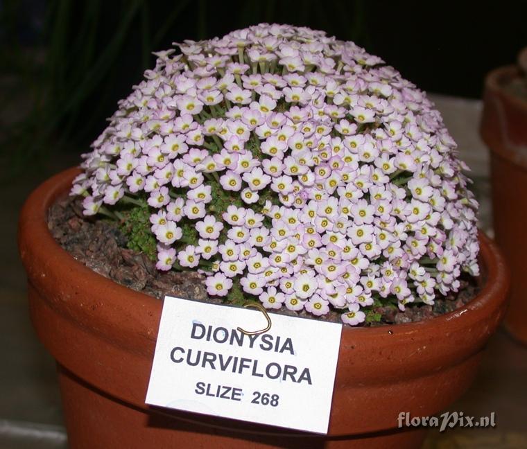 Dionysia curviflora