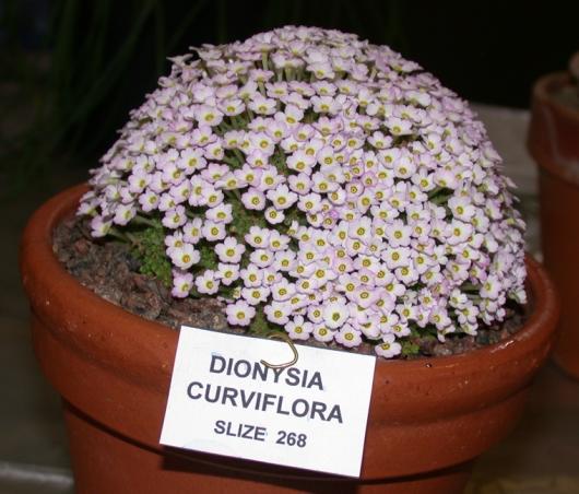 Dionysia curviflora