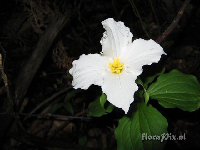 Trillium grandiflorum double