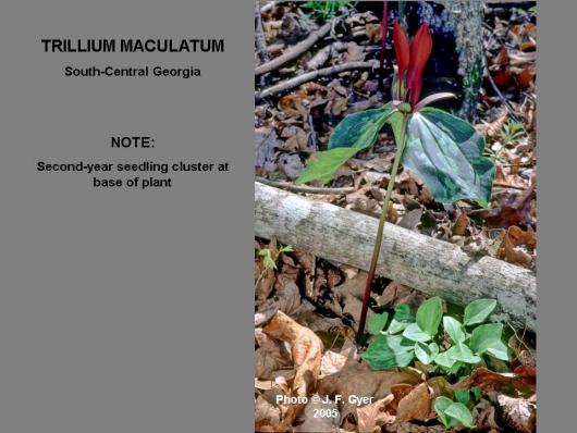 Trillium maculatum / cluster germination
