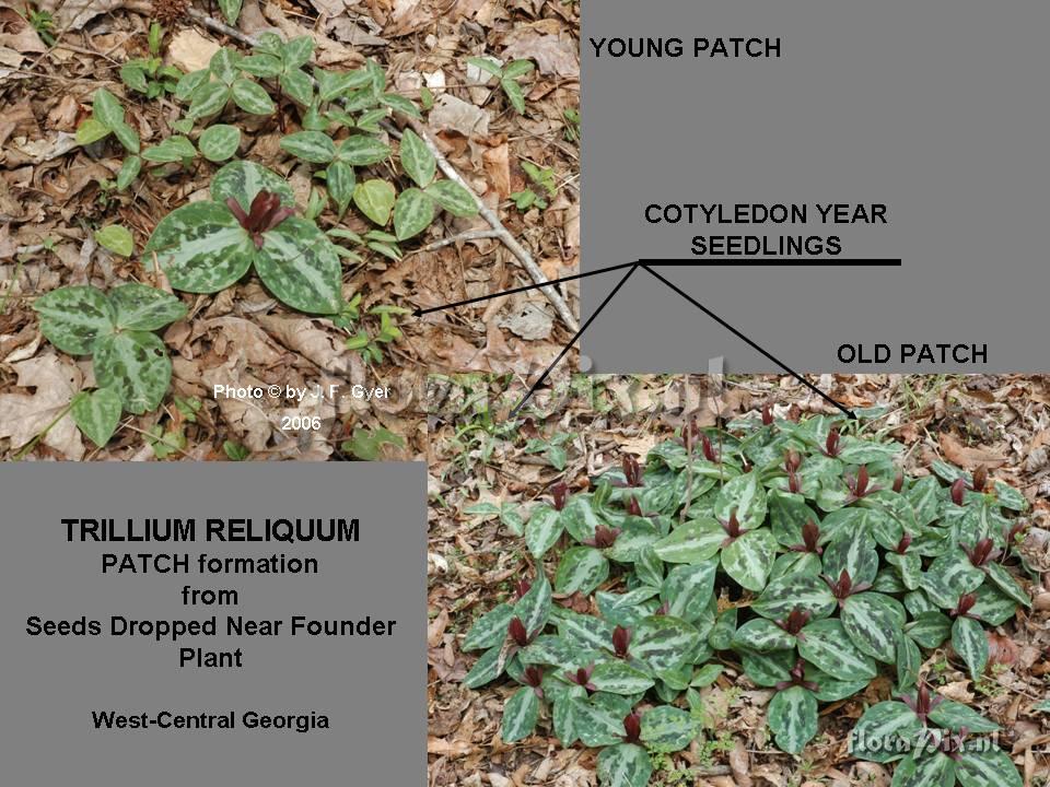 Trillium RELIQUUM / patch formation