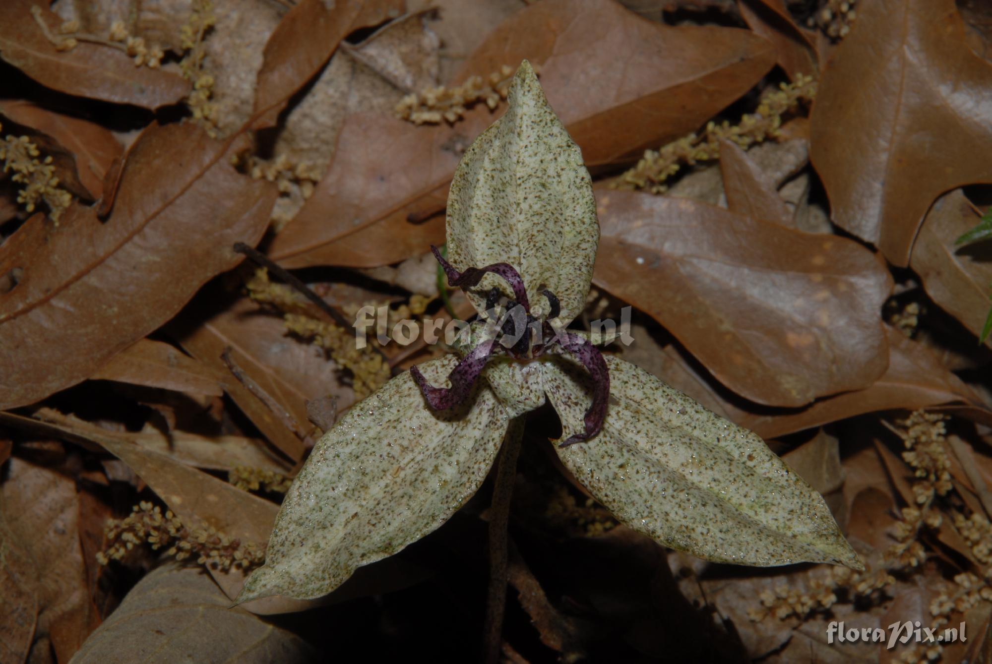 Trillium lancifloium