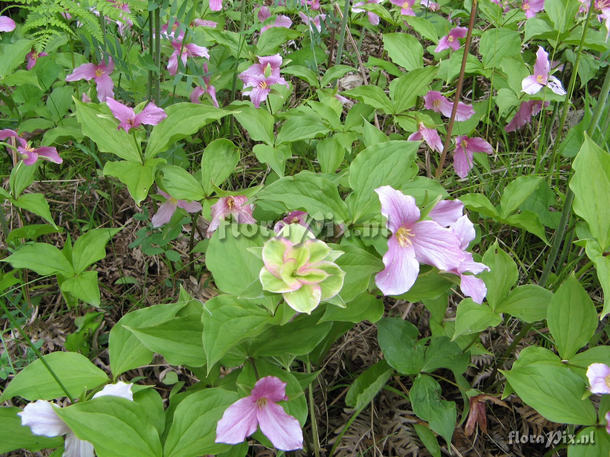 Trillium grandiflorum Tricolour double