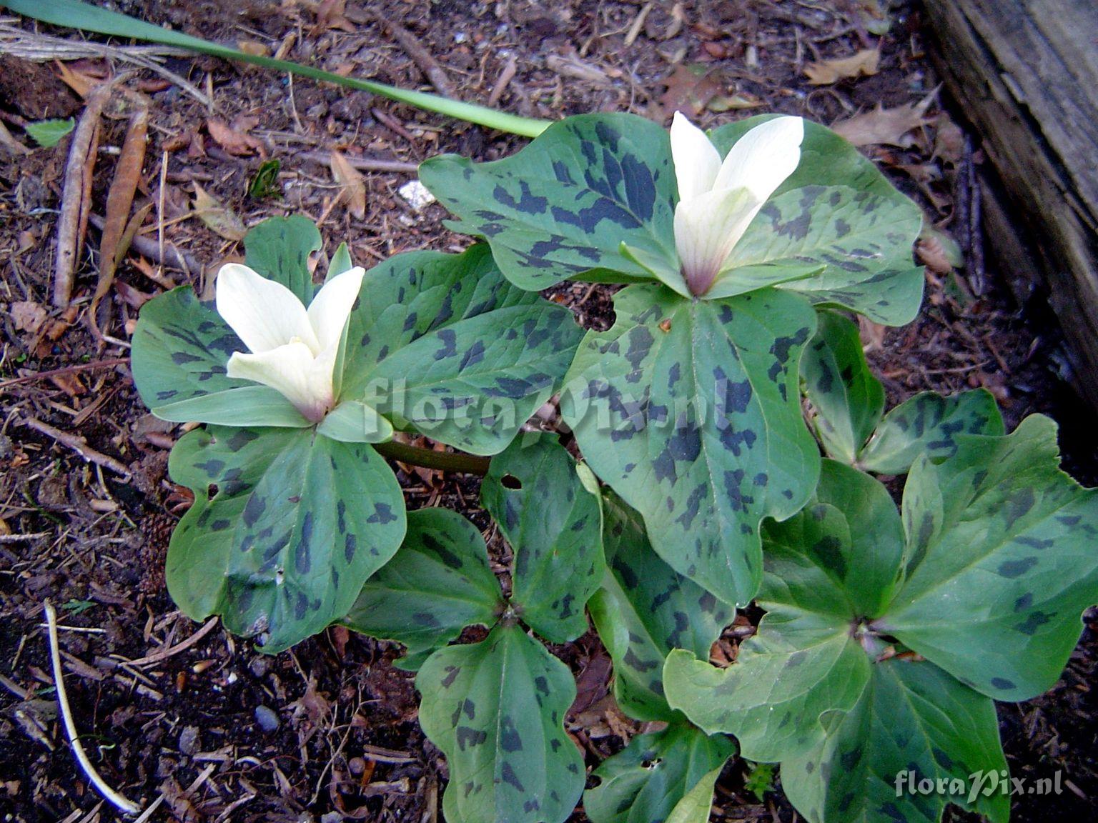 Trillium albidum