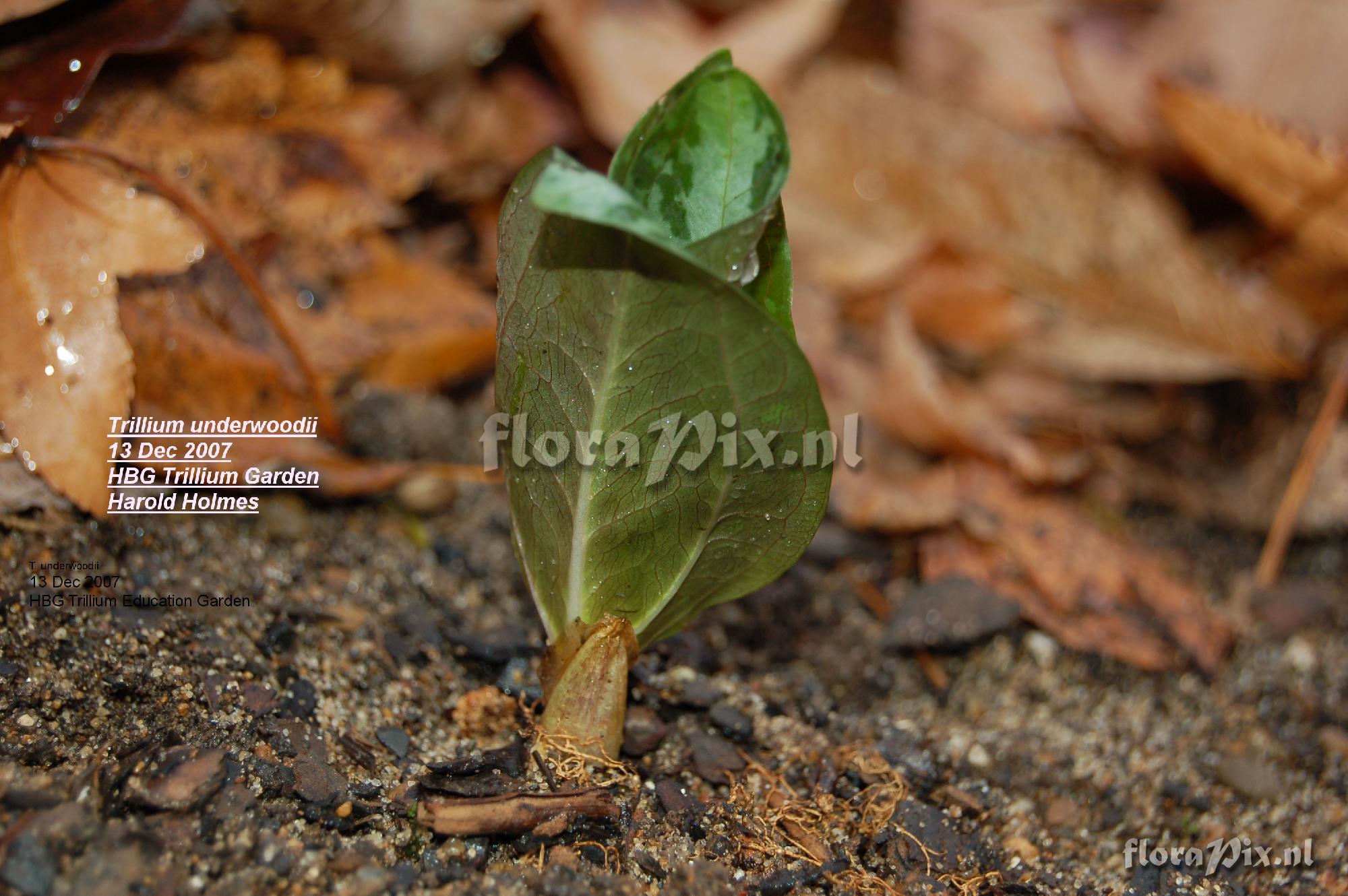 Trillium underwoodii