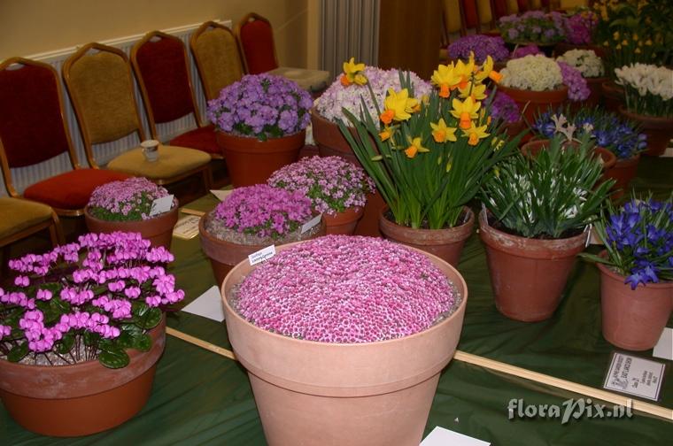 2-shows East.Lancashire Alpine Garden Society